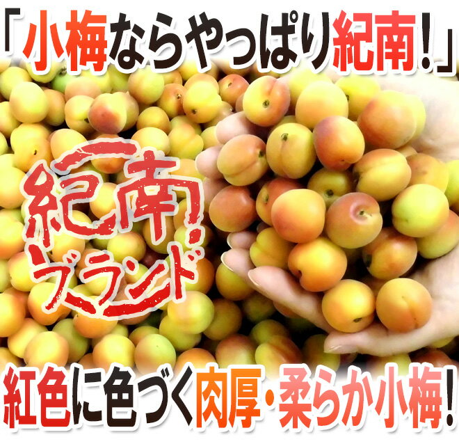 ”紀州・和歌山産 JA紀南 紅小梅” 秀品 大粒2L 約1kg【予約 5月中旬以降】