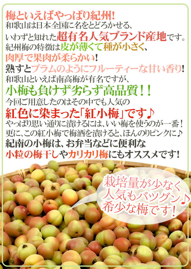”紀州・和歌山産 JA紀南 紅小梅” 秀品 大粒2L 約1kg【予約 5月中旬以降】