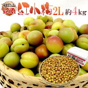 紀州・和歌山産 ”JA紀南 紅小梅” 秀品 大粒2L 約4kg【予約 5月中旬以降】 送料無料