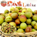 ”紀州・和歌山産 JA紀南 紅小梅” 秀品 L 約1kg【予約 5月中旬以降】
