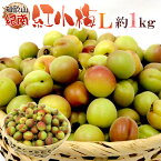 紀州・和歌山産 ”JA紀南 紅小梅” 秀品 L 約1kg【予約 5月中旬以降】