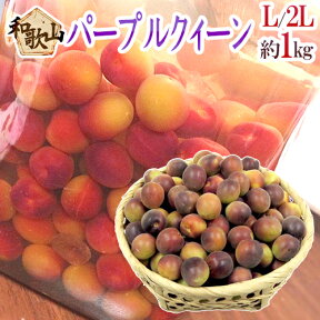 紀州・和歌山産 ”JA紀南 パープルクイーン” 秀品 L〜2L 約1kg 小梅【予約 5月下旬以降】