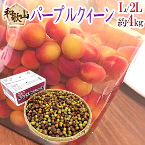 紀州・和歌山産 ”JA紀南 パープルクイーン” 秀品 L〜2L 約4kg 小梅【予約 5月下旬以降】 送料無料