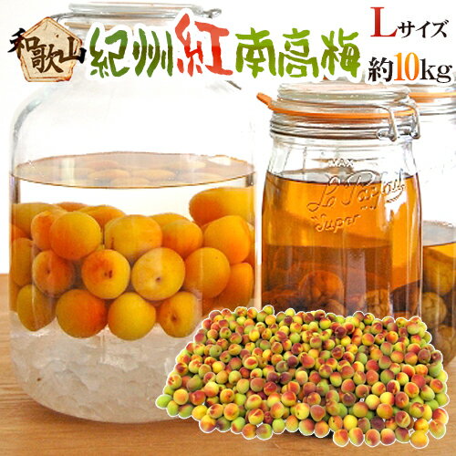 紀州・和歌山産 ”紅南高梅” 秀品 L 約10kg【予約 5月下旬以降】 送料無料