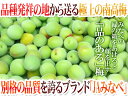 紀州・和歌山産 ”みなべ南高梅 青梅” 2L 約2kg【予約 5月中旬以降】 送料無料 2