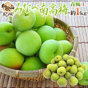 ”紀州・和歌山産 みなべ南高梅 青梅” 秀品 L 約1kg《10キロ以上ご購入で送料無料》【予約 5月中旬以降】