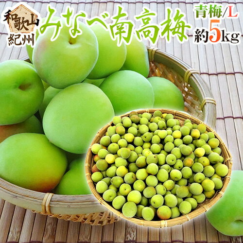 ”紀州・和歌山産 みなべ南高梅 青梅” L 約5kg【予約 5月中旬以降】 送料無料