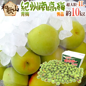 【エントリーでポイント5倍&200Pプレゼント】【送料無料】紀州・和歌山産 ”南高梅 青梅” 秀品 4L 約10kg【予約 5月中旬〜6月初旬】【楽ギフ_包装】