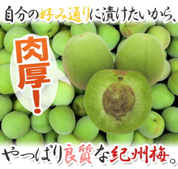 【エントリーでポイント5倍&200Pプレゼント】【送料無料】紀州・和歌山産 ”南高梅 青梅” 秀品 4L 約10kg【予約 5月中旬〜6月初旬】【楽ギフ_包装】