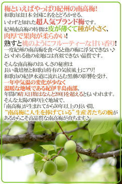 【エントリーでポイント5倍&200Pプレゼント】【送料無料】紀州・和歌山産 ”南高梅 青梅” 秀品 4L 約10kg【予約 5月中旬〜6月初旬】【楽ギフ_包装】