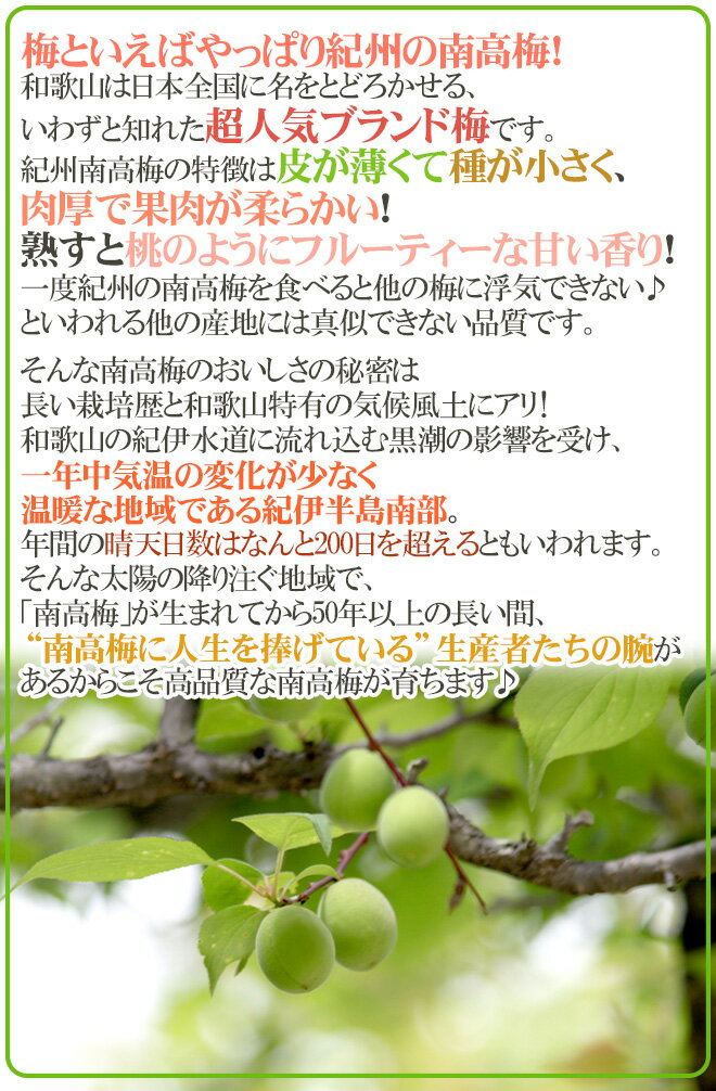 紀州・和歌山産 ”南高梅 青梅” ちょっと訳あり 4L 約10kg【予約 5月中旬以降】 送料無料 3