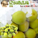 ”紀州・和歌山産 南高梅 青梅” ちょっと訳あり L 約1kg《9kg以上ご購入で送料無料&1kgおまけ》【予約 5月中旬以降】