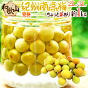 ”紀州・和歌山産 南高梅 完熟” 2L〜3L 約1kg ちょっと訳あり《9kg以上ご購入で送料無料&1kgおまけ》【予約 6月以降】