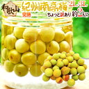 紀州・和歌山産 ”南高梅 完熟” 2L〜3L 約2kg ちょっと訳あり【予約 6月以降】 送料無料