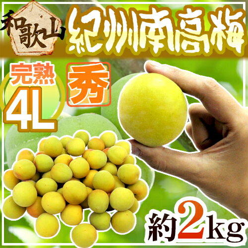 紀州・和歌山産 ”南高梅 完熟” 秀品 4L 約2kg【予約 6月以降】 送料無料