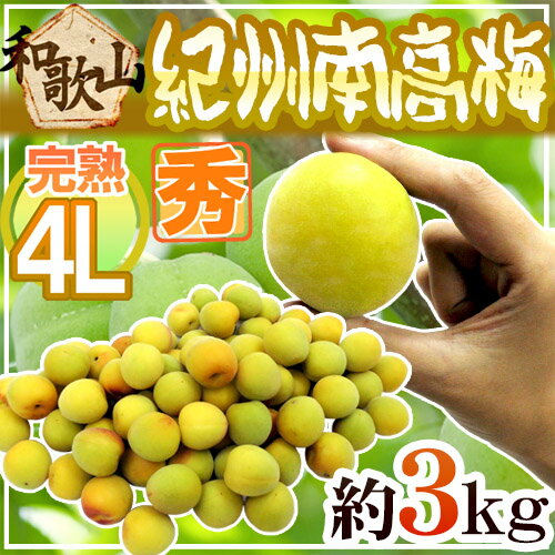 ”紀州・和歌山産 南高梅 完熟” 秀品 4L 約3kg【予約 6月以降】 送料無料