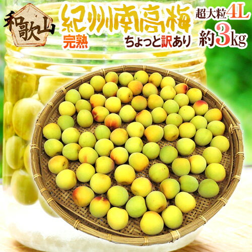 【エントリーでポイント最大10倍】紀州・和歌山産 ”南高梅 完熟” 4L 約3kg ちょっと訳あり【予約 6月以降】 送料無料のサムネイル
