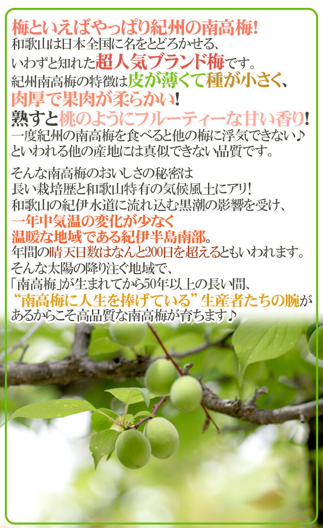 ”紀州・和歌山産 南高梅 完熟” L 約2kg ちょっと訳あり【予約 6月以降】 送料無料
