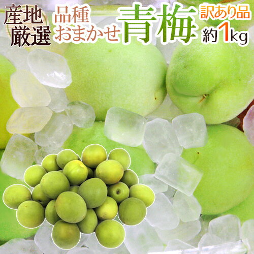 ”青梅” 訳あり 約1kg 産地厳選 品種おまかせ 大きさおまかせ【予約 5月末以降】 送料無料