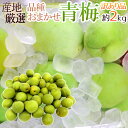 ”青梅” 訳あり 約2kg 産地厳選 品種おまかせ 大きさおまかせ【予約 5月末以降】 送料無料