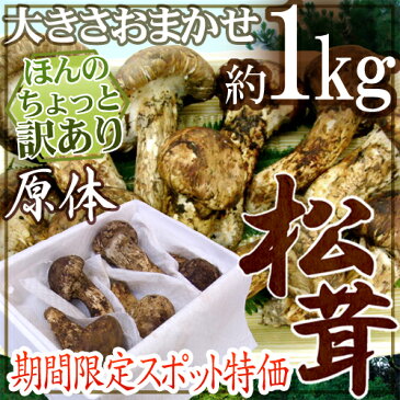 【緊急スポット】中国産 ”松茸” 約1kg 原体 大きさおまかせ ちょっと訳あり【2週間以内の発送】