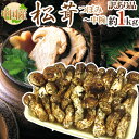 中国産 ”松茸” 約1kg 訳あり 開き方・大きさおまかせ【予約 7月〜8月以降】 送料無料