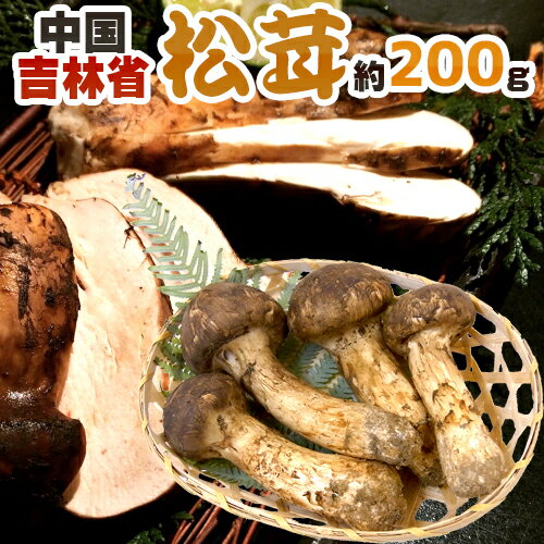 【7/10限定!全額ポイントバックの大チャンス】”中国・吉林省産 松茸” 3〜6本前後 約200g つぼみ〜中椀【予約 8月中下旬〜9月末頃】 送料無料 【7/10限定!全額ポイントバックの大チャンス】”中国・吉林省産 松茸” 3〜6本前後 約200g つぼみ〜中椀【予約 8月中下旬〜9月末頃】 送料無料