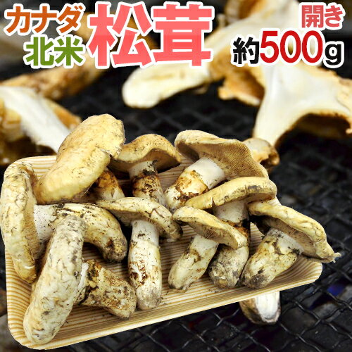 【エントリーでポイント最大10倍】カナダ・北米産 ”松茸” 約500g 開き 大きさおまかせ【予約 9月中下旬以降】 送料無料