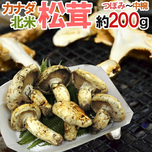 カナダ・北米産 ”松茸” 約200g つぼみ〜中椀 大きさおまかせ【予約 9月中下旬以降】 送料無料のサムネイル