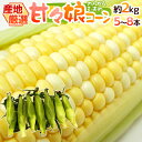 ”甘々娘(かんかんむすめ)コーン” 5~8本 約2kg 産地厳選 フルーツコーン【予約 5月下旬以降】