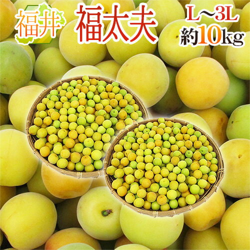 福井産 ”福太夫(ふくだゆう)” 秀品 L〜3L 約10kg 梅【予約 5月末以降】 送料無料