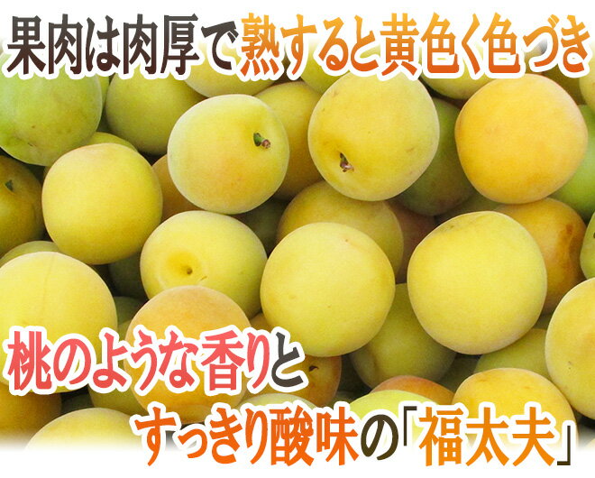 ”福井産 福太夫（ふくだゆう）” 秀品 L〜3L 約3kg 梅【予約 5月末以降】 送料無料