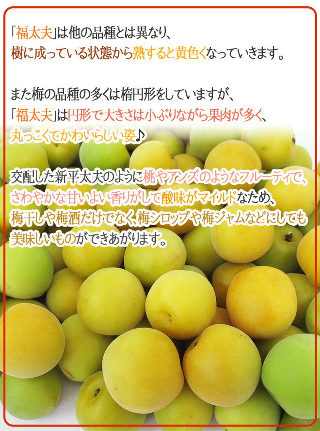 ”福井産 福太夫（ふくだゆう）” 秀品 L〜3L 約3kg 梅【予約 5月末以降】 送料無料