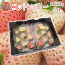 奈良県産 ”白いちご コットンベリー” 2pc（1pcあたり9～15粒前後 約250g）【予約 12月以降】 送料無料