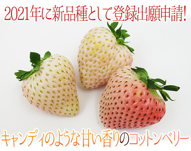 奈良県産 ”白いちご コットンベリー” 2pc（1pcあたり9～15粒前後 約250g）【予約 1月下旬以降】 送料無料