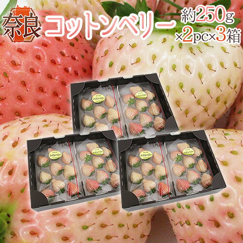 奈良県産 ”白いちご コットンベリー” 2pc×《3箱》(1pcあたり9~15粒前後 約250g)【予約 1月下旬以降】 送料無料