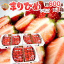 和歌山県 ”まりひめいちご(毬姫苺)” 秀品 2パック入り(1パック 9〜15粒 約300g)×《3箱》【予約 1月以降】 送料無料