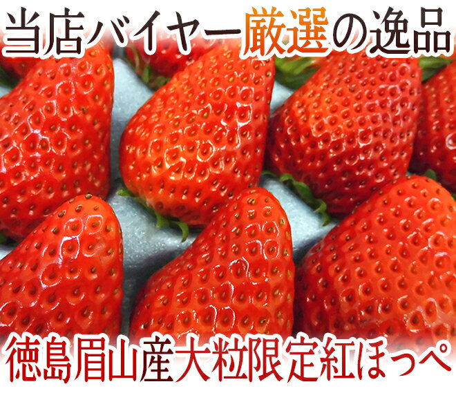 【送料無料】徳島県 ”眉山産 紅ほっぺ” 大粒16〜24粒 化粧箱 いちご【予約 12月〜4月】