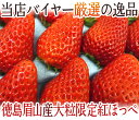 徳島県 ”眉山産 紅ほっぺ” 大粒16〜24粒 化粧箱 いちご【予約 12月以降】 送料無料