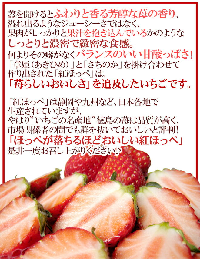 【送料無料】徳島県 ”眉山産 紅ほっぺ” 大粒16〜24粒 化粧箱 いちご【予約 12月〜4月】