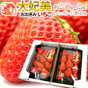 高知県 ”大妃美いちご(おおきみ)” 大粒2L/3L 8〜12粒前後 約250g×2pc【予約 1月下旬以降】 送料無料