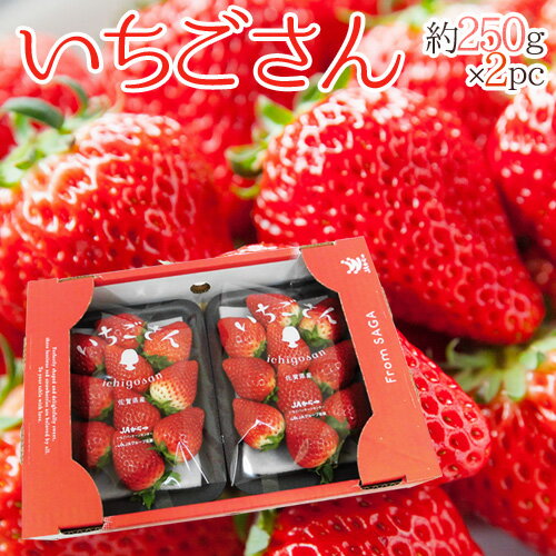 佐賀 ”いちごさん” 秀品 3L〜5Lサイズ 約250g×2パック 化粧箱【予約 12月以降】 送料無料