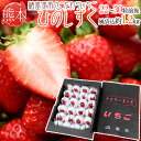 【送料無料】熊本県産 糖蜜使用のこだわりいちご ”ひのしずく きくちのまんま” 大粒20〜24粒前後 風袋込1.2kg 化粧箱【予約 1月中旬〜2月】