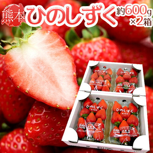 熊本県 ”ひのしずくいちご” 秀品 2パック入り(1パック 7〜13粒 約300g)×《2箱》【予約 1月以降】 送料無料