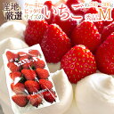 ケーキにピッタリサイズの ”いちご” Mサイズ 約250〜300g 1パック 産地厳選 ケーキ用/製菓用/業務用