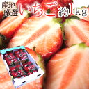 【緊急スポット】”いちご” 約1kg 秀/◯等級 品種・大きさおまかせ 産地厳選 さちのか/紅ほっぺ/あまおう 等【2週間以内の発送】 送料無料