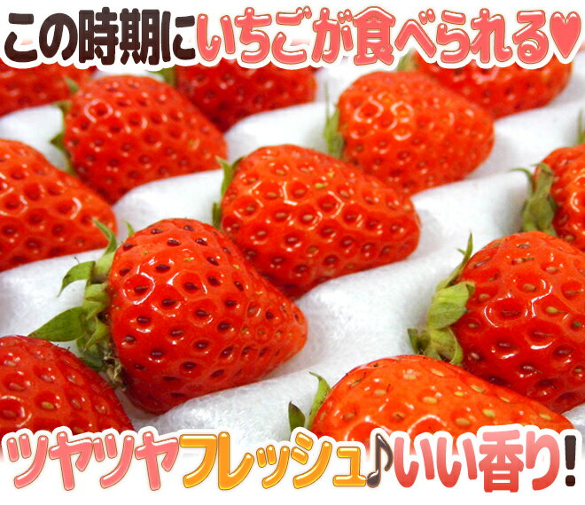 【送料無料】”夏いちご” 化粧箱入 24〜36粒前後 約300g 産地厳選【予約 6月下旬以降】