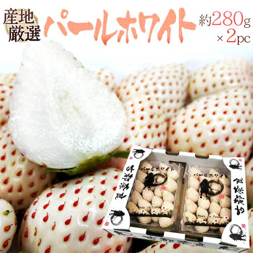 ”白いちご パールホワイト” 2pc (1pcあたり約280g) 産地厳選【予約 12月...
