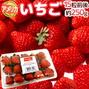 アメリカ産 ”いちご” 15粒前後 約250g【予約 6月下旬以降】