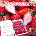 【送料無料】徳島県佐那河内産 ”さくらももいちご” 超大粒20粒 化粧箱【予約 12月〜4月】